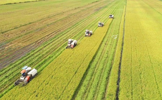 Phát triển bền vững một triệu héc-ta chuyên canh lúa chất lượng cao và phát thải thấp gắn với tăng trưởng xanh vùng ĐBSCL