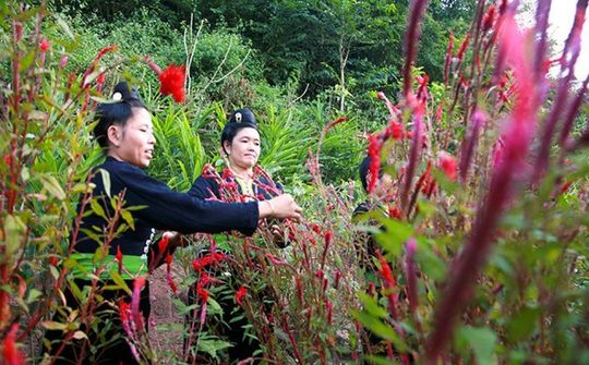 Đặc sắc tết hoa mào gà của đồng bào dân tộc Cống