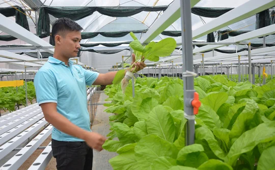Tuyên Quang: Ứng dụng công nghệ cao trong các hợp tác xã nông nghiệp