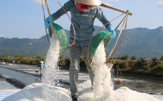 TP.HCM: Phát triển mô hình kinh tế gắn với xây dựng nông thôn mới