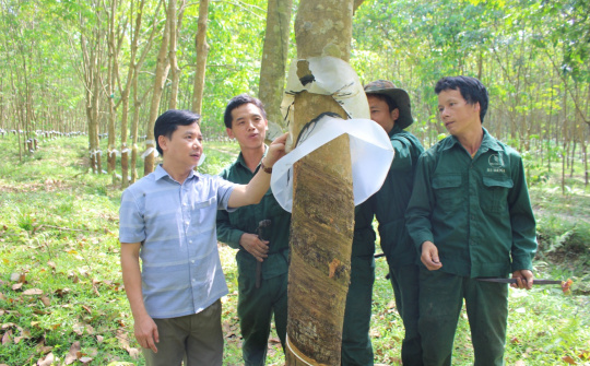 Cao su Nghệ An: Các giải pháp để hoàn thành mọi chỉ tiêu kế hoạch năm 2023