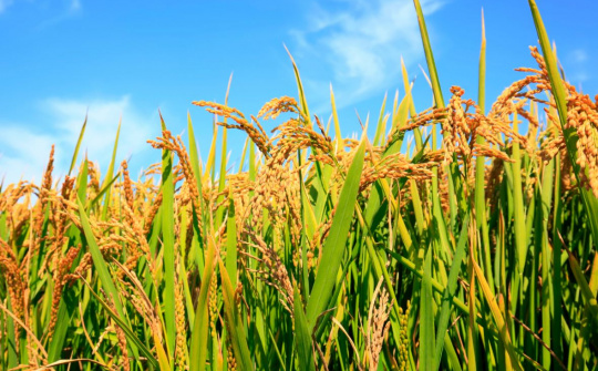 Viet Nam to develop 1 million ha of low-emission high-quality rice by 2030