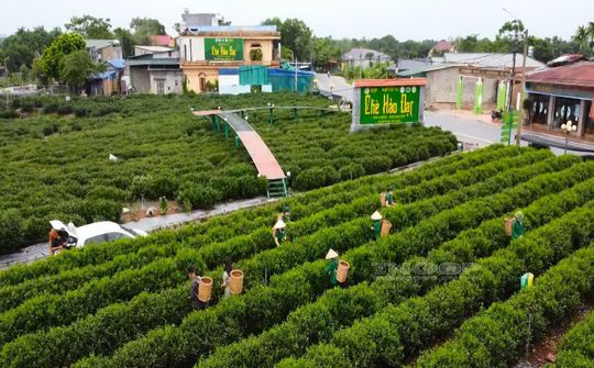 Thái Nguyên đẩy mạnh phát triển du lịch gắn với phát triển các sản phẩm nông sản, OCOP và làng nghề