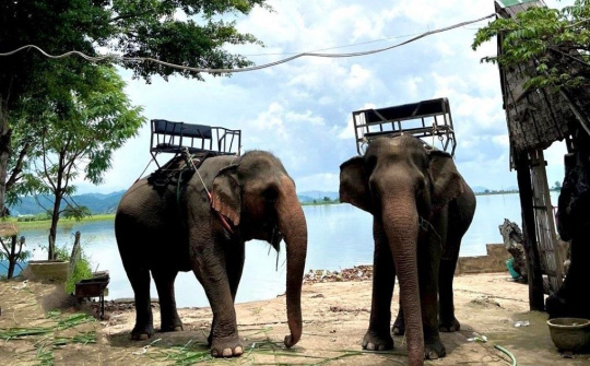 Chấm dứt hoạt động cưỡi voi tại Trung tâm Du lịch Cầu treo Buôn Đôn