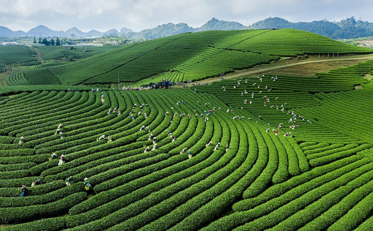 Mộc Châu - Điểm đến thiên nhiên hàng đầu thế giới