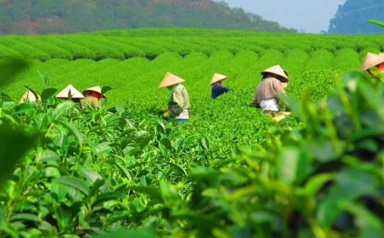 Hoa Kỳ tăng nhập khẩu chè từ thị trường Việt Nam