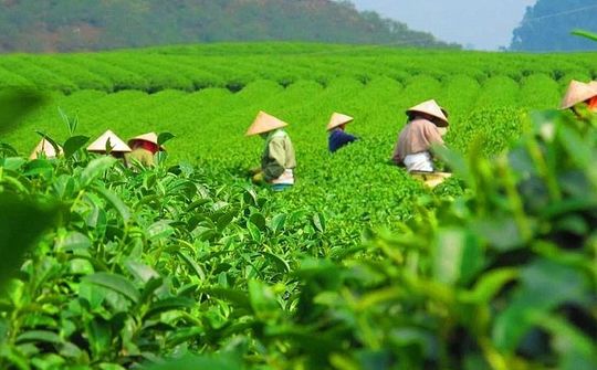 Hoa Kỳ tăng nhập khẩu chè từ thị trường Việt Nam