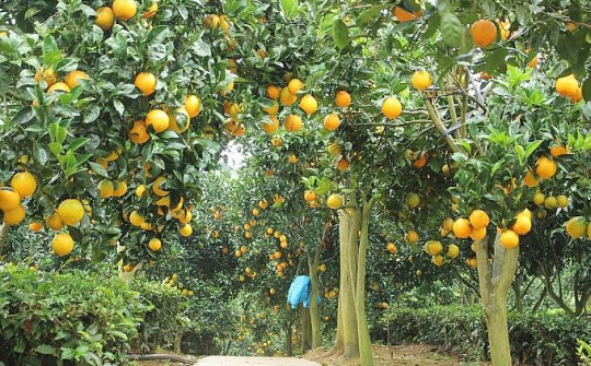 Trồng cam rốn lồi độc, lạ, anh nông dân có cơ ngơi tiền tỷ