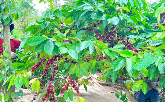 Đắk Lắk: Nhiều nội dung đặc sắc tại Lễ hội Cà phê Buôn Ma Thuột lần thứ 8 năm 2023