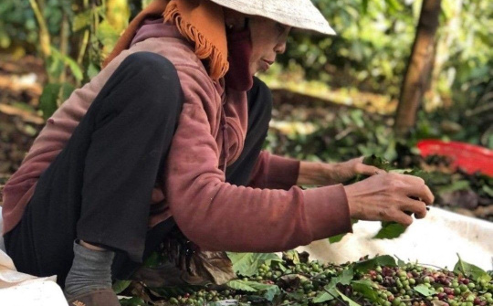 Đắk Lắk: Bà H Ner Niê hơn 20 năm gắn bó với cây Cà phê
