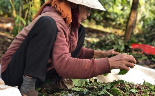 Đắk Lắk: Bà H Ner Niê hơn 20 năm gắn bó với cây Cà phê