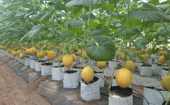 Hợp tác xã dịch vụ nông nghiệp Thiệu Hưng trở thành lá cờ đầu của loại hình kinh tế tập thể