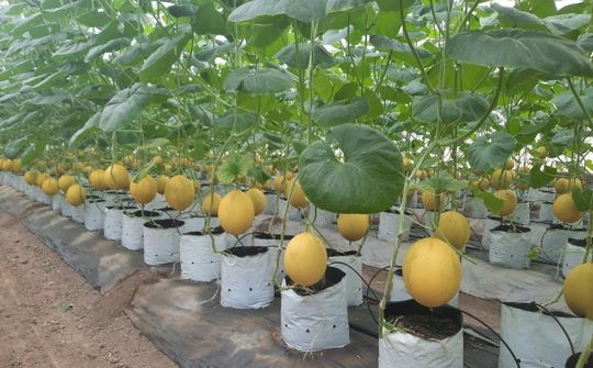 Hợp tác xã dịch vụ nông nghiệp Thiệu Hưng trở thành lá cờ đầu của loại hình kinh tế tập thể