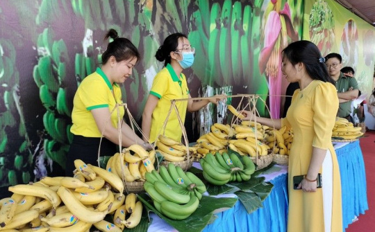 Đồng Nai đặt mục tiêu xuất khẩu 500.000 tấn chuối trong năm 2023