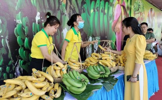 Đồng Nai đặt mục tiêu xuất khẩu 500.000 tấn chuối trong năm 2023