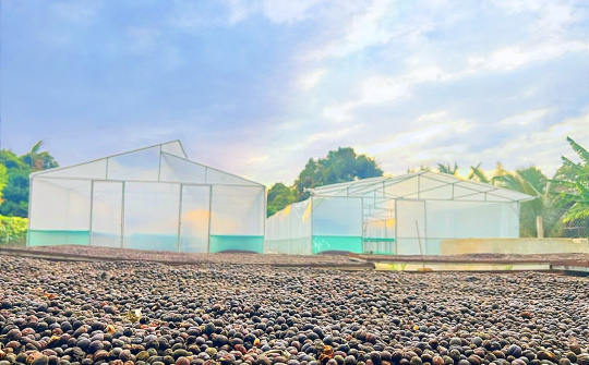 Những tâm tình ẩn mình sau ly cà phê hữu cơ