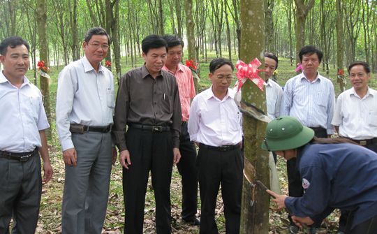 Cao su Bắc Trung bộ: Xuân mới niềm tin và hi vọng