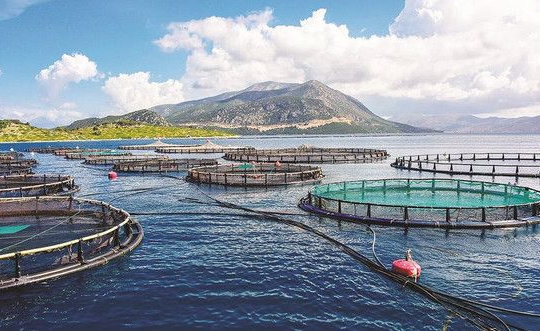 Chuyển khoảng 2.000 tàu khai thác hải sản sang nghề nuôi trồng thủy sản