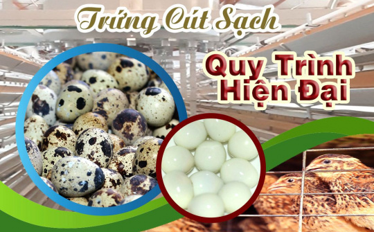 Thương hiệu sản phẩm trứng cút Hưng Thịnh hướng đến xuất khẩu