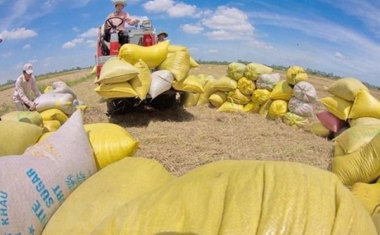 Giá trị xuất khẩu gạo tăng hơn 30%