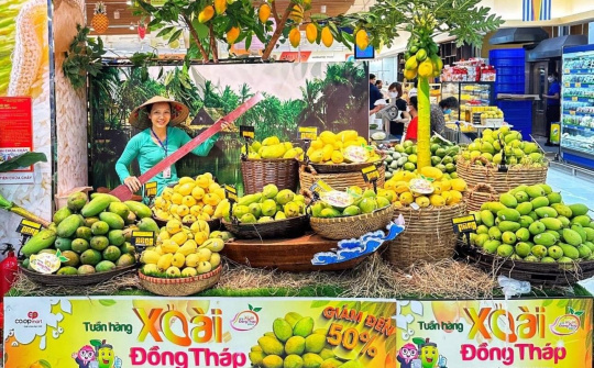 Tuần hàng xoài Đồng Tháp – Chiến lược quảng bá tích cực nông sản vùng đất Sen Hồng