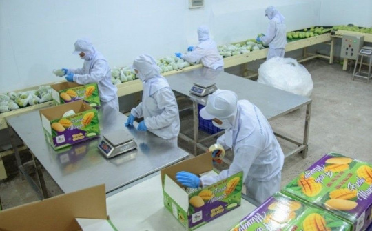 Hội Ngành hàng Xoài Đồng Tháp quyết tâm đưa Xoài “ra khơi”