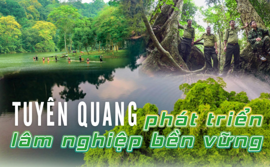 Xây dựng Tuyên Quang là tỉnh điển hình về phát triển kinh tế lâm nghiệp bền vững