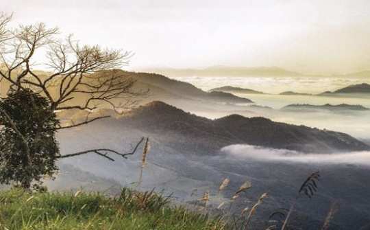 Trà túi lọc TH true HERBAL - chắt lọc và lan tỏa tinh hoa thảo dược Việt ra thế giới