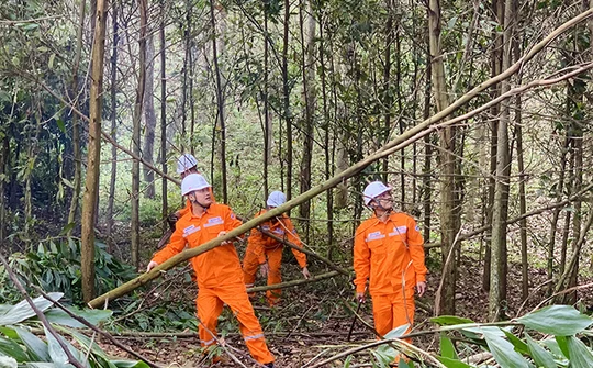Điện lực Thanh Hóa quyết tâm bảo đảm hành lang an toàn lưới điện