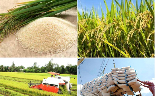 Chuyển dịch cơ cấu thị trường xuất khẩu gạo theo hướng bền vững