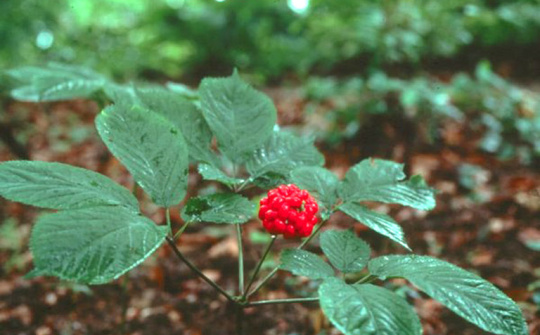 Phấn đấu diện tích trồng Sâm Việt Nam đạt khoảng 21.000 ha vào năm 2030