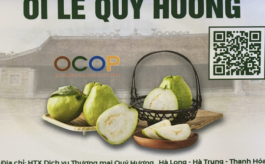 Ổi lê Quý Hương mang màu sắc mới cho vùng đất Hà Long