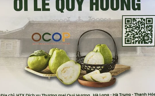 Ổi lê Quý Hương mang màu sắc mới cho vùng đất Hà Long