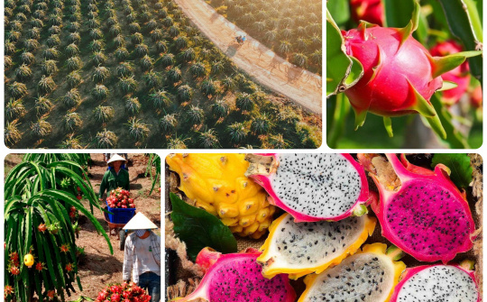 Phản biện xã hội Đề án Phát triển thanh long trên địa bàn tỉnh Bình Thuận đến năm 2030