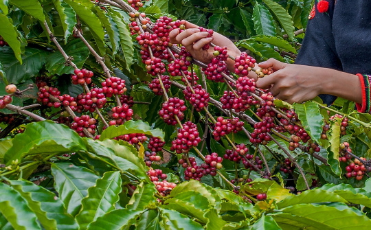 Vietnam earns over 2 billion USD from coffee exports
