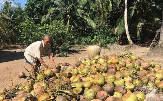 Trà Vinh: Giá dừa khô tiếp tục tăng thêm 3.000 đồng/chục