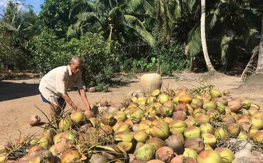 Trà Vinh: Giá dừa khô tiếp tục tăng thêm 3.000 đồng/chục