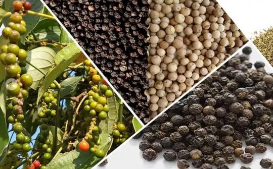 Hỗ trợ các doanh nghiệp xuất khẩu hồ tiêu sang thị trường UAE