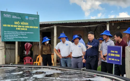 Hà Tĩnh: Giải pháp phát triển nuôi tôm trên cát