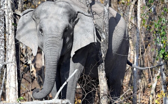 WWF khởi động sáng kiến mới về voi châu Á trong khu vực