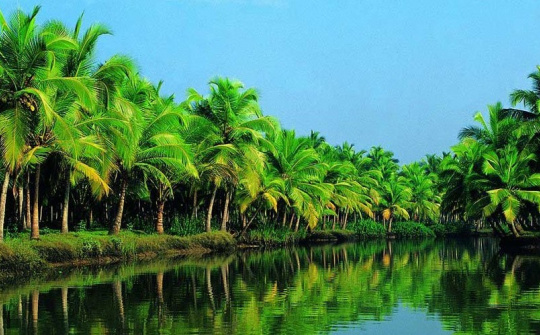 Cơ hội lớn cho trái dừa Trà Vinh “đi xa”