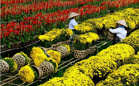 Đồng Tháp: Chờ đón Festival Hoa - Kiểng Sa Đéc lần thứ I năm 2023