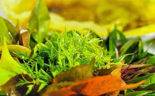 An Giang: Ẩm thực “rau rừng” Núi Cấm góp phần thêm thương hiệu du lịch Bảy Núi