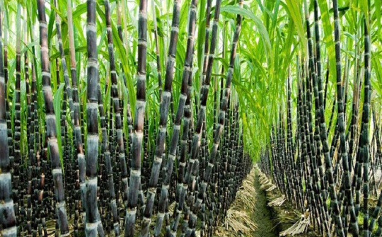 Nâng cao năng suất, phát triển bền vững ngành mía đường công nghiệp Việt Nam