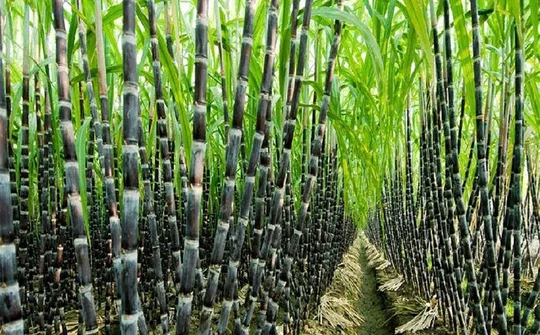 Nâng cao năng suất, phát triển bền vững ngành mía đường công nghiệp Việt Nam