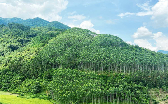 Tháo gỡ khó khăn, vướng mắc trong chuyển mục đích sử dụng rừng sang mục đích khác