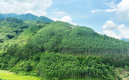 Tháo gỡ khó khăn, vướng mắc trong chuyển mục đích sử dụng rừng sang mục đích khác