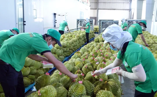 Tây Nguyên: Cơ hội và thách thức trong xuất khẩu nông sản