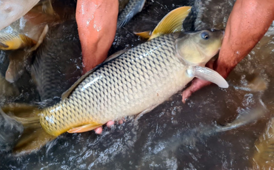 Thái Nguyên: Kỳ vọng dự án nuôi cá Chép giòn thương phẩm ở huyện Đồng Hỷ