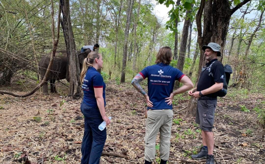 AAF thăm khám bệnh tổng quát cho 2 cá thể voi Hplu và Y khun tại Đắk Lắk